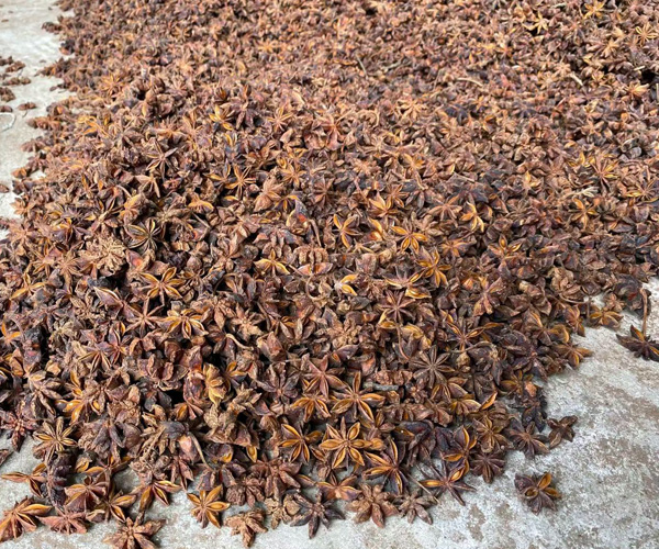 广西南宁市八角茴香成交量较好