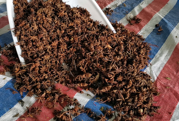 八角的用途有哪些