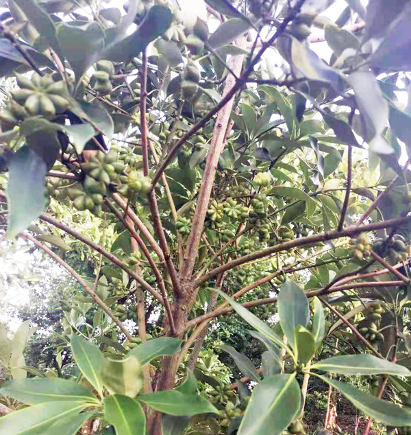 广西大红八角的市场价格 大红八角茴香批发价格